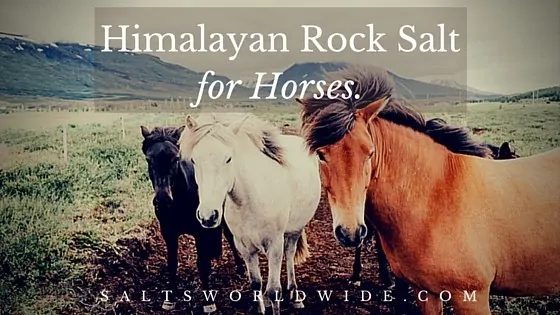 Himalayan Rock Salt for Horses